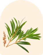 Tea Tree Essential Oil